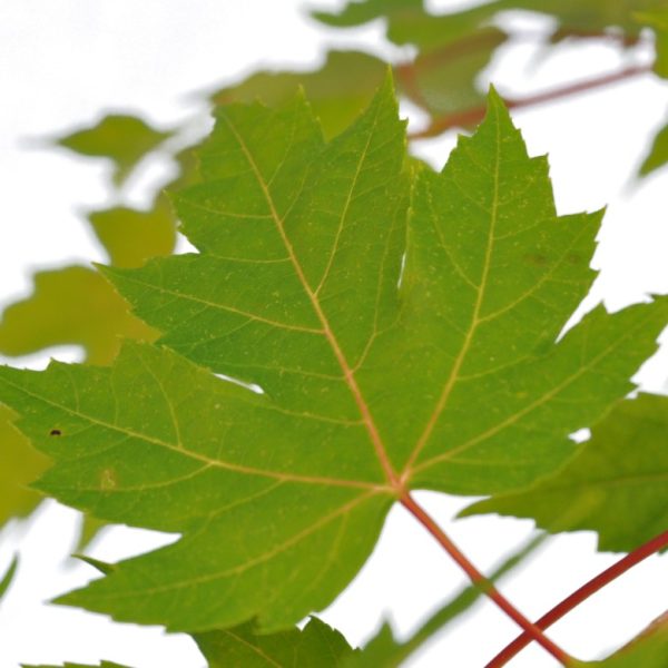 Autumn Blaze Maple (Acer freemanii) Leaf